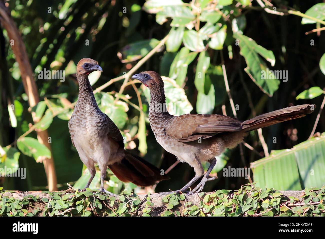 Due Chachalaca brasiliana orientale (Ortalis araucuan), appartenenti alla stessa famiglia, arroccato sopra un muro Foto Stock