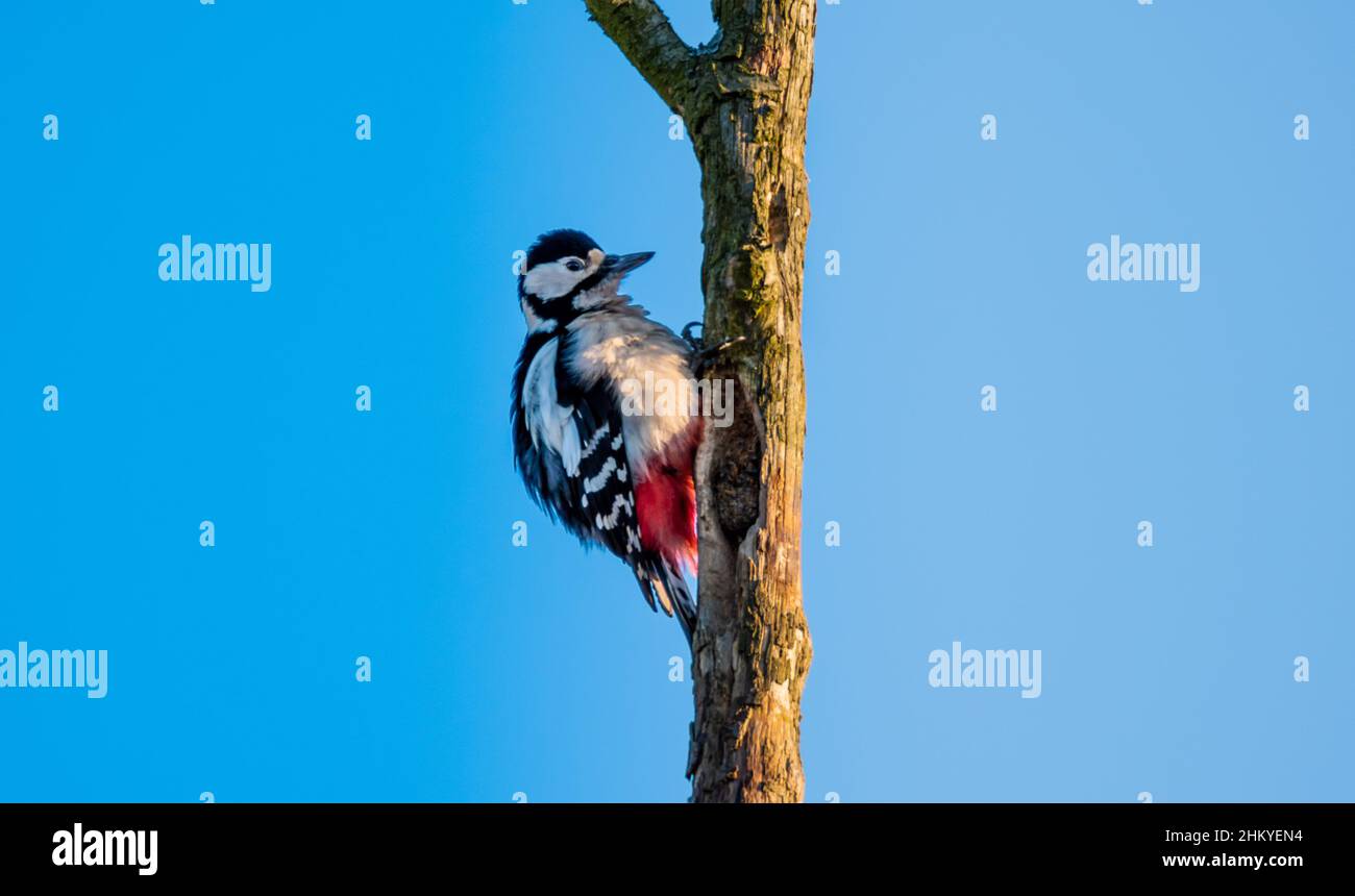 Un picchio in cima ad un albero asciutto. Medico forestale. Un uccello alla ricerca di woodworm. Uccello seduto su un tronco di albero appassito. Foto Stock