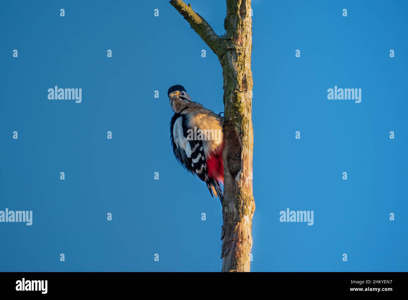 Picchio in cima ad un albero secco. Medico forestale. Un uccello alla ricerca di woodworm. Uccello seduto su un tronco di albero appassito. Foto Stock
