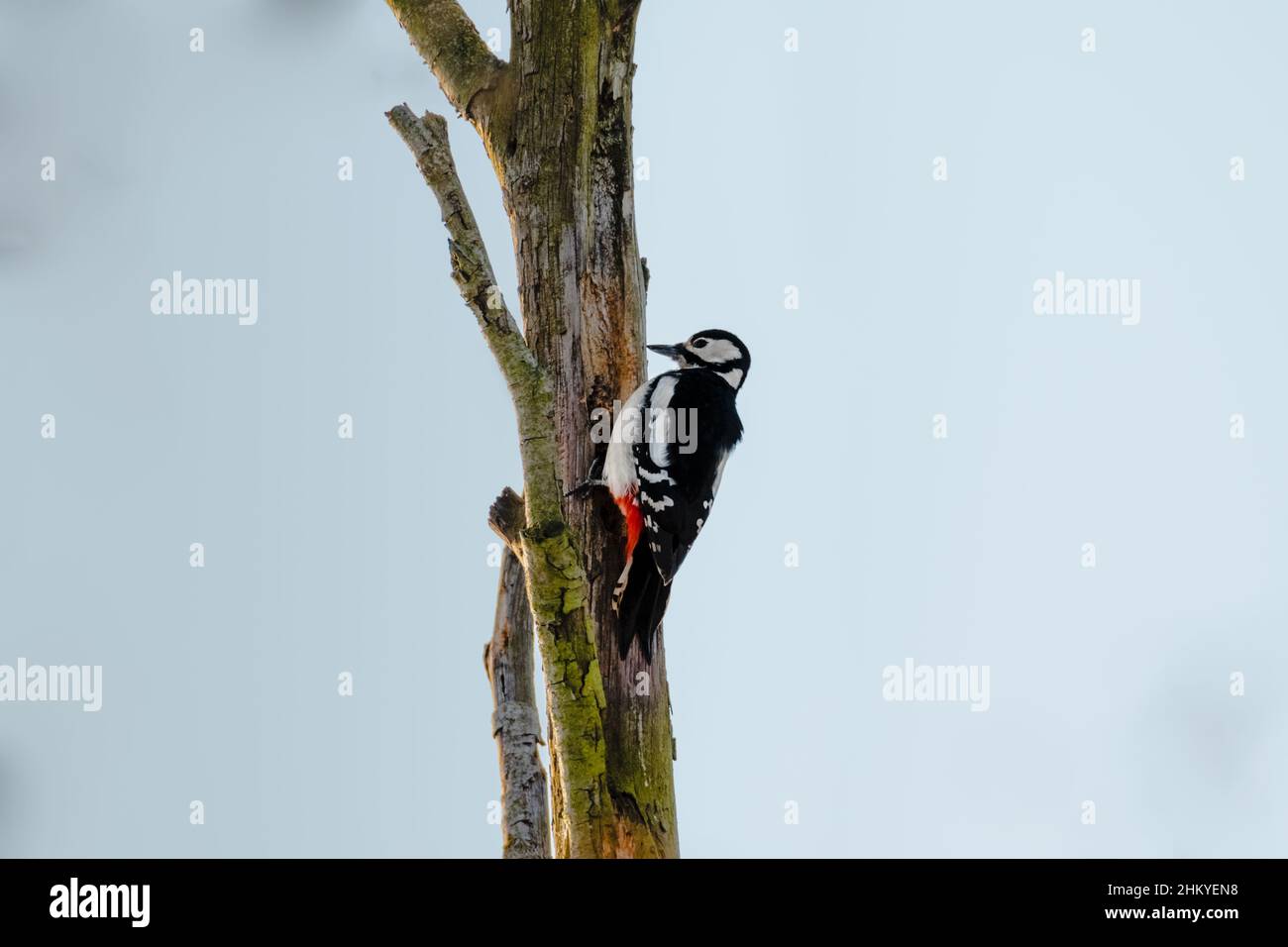 Un picchio in cima ad un albero asciutto. Medico forestale. Un uccello alla ricerca di woodworm. Uccello seduto su un tronco di albero appassito. Foto Stock