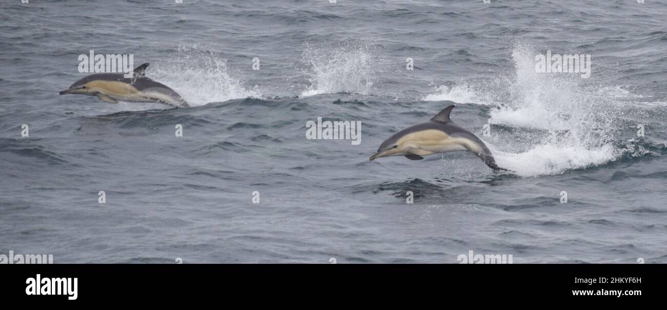 Delfini comuni che saltano fuori dall'acqua vicino alle isole di Scilly, Regno Unito Foto Stock