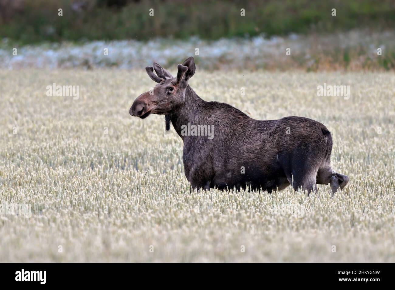 Giovani bull alci pascolare sulla wheatfield Foto Stock