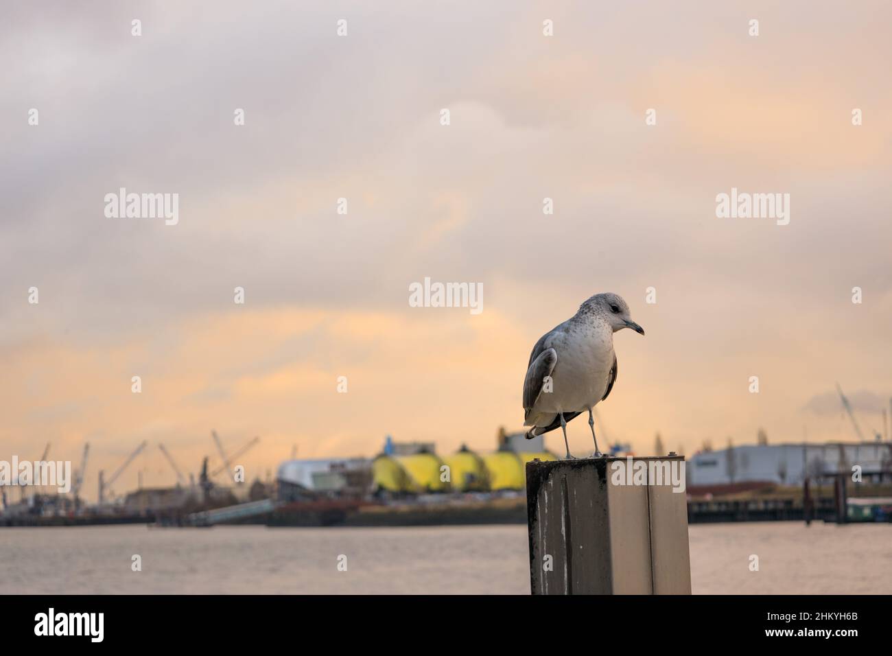 Germania, Porto di Amburgo - Gabbiano seduto in inverno (Chromicocephalus ridibundes) Foto Stock