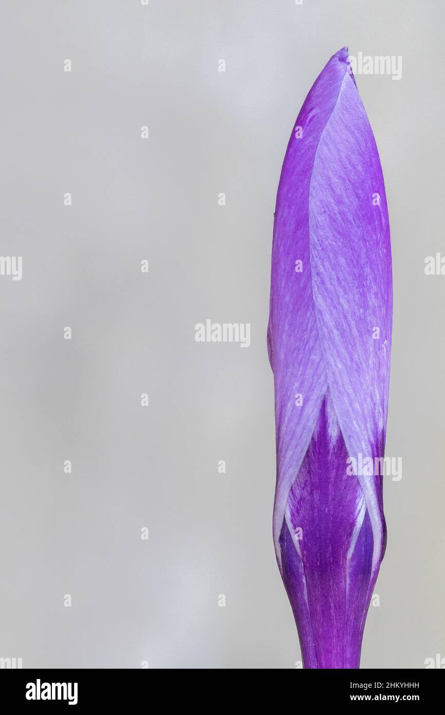 Un unico cocco viola nel vecchio cimitero di Southampton Foto Stock