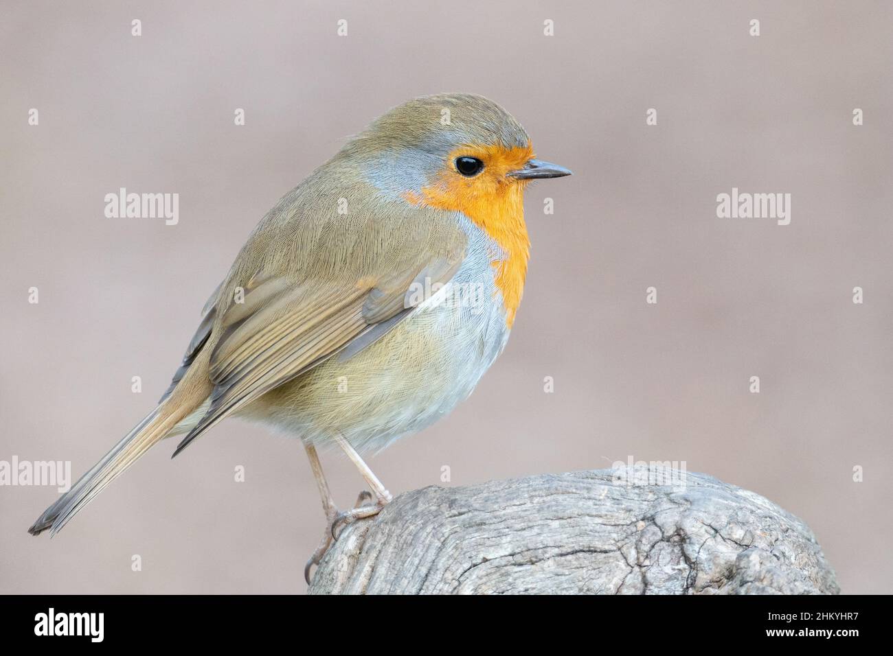 Un rapina su Southampton Common Foto Stock