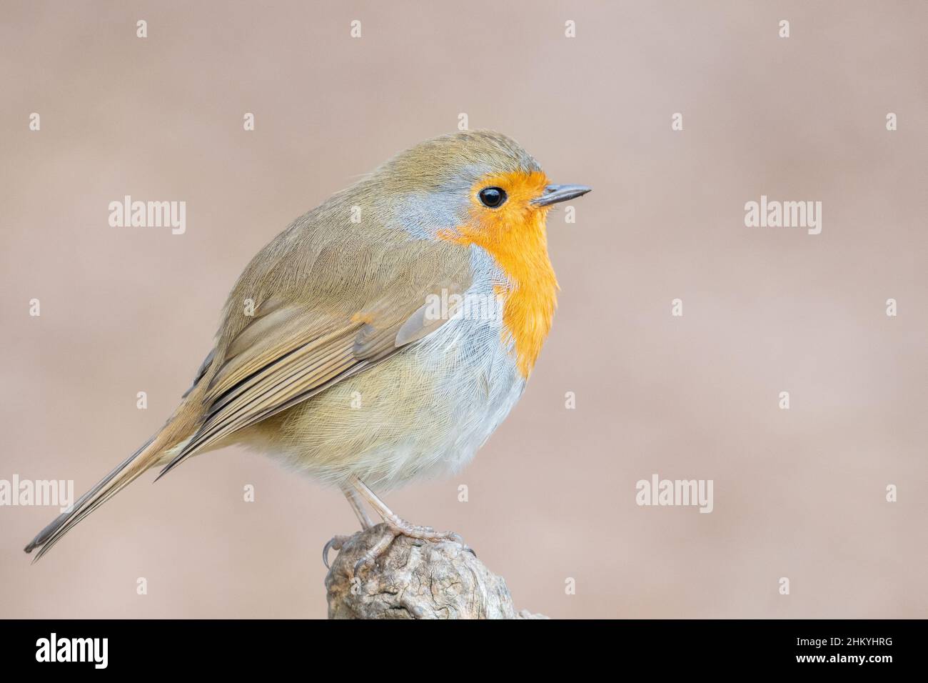 Un rapina su Southampton Common Foto Stock