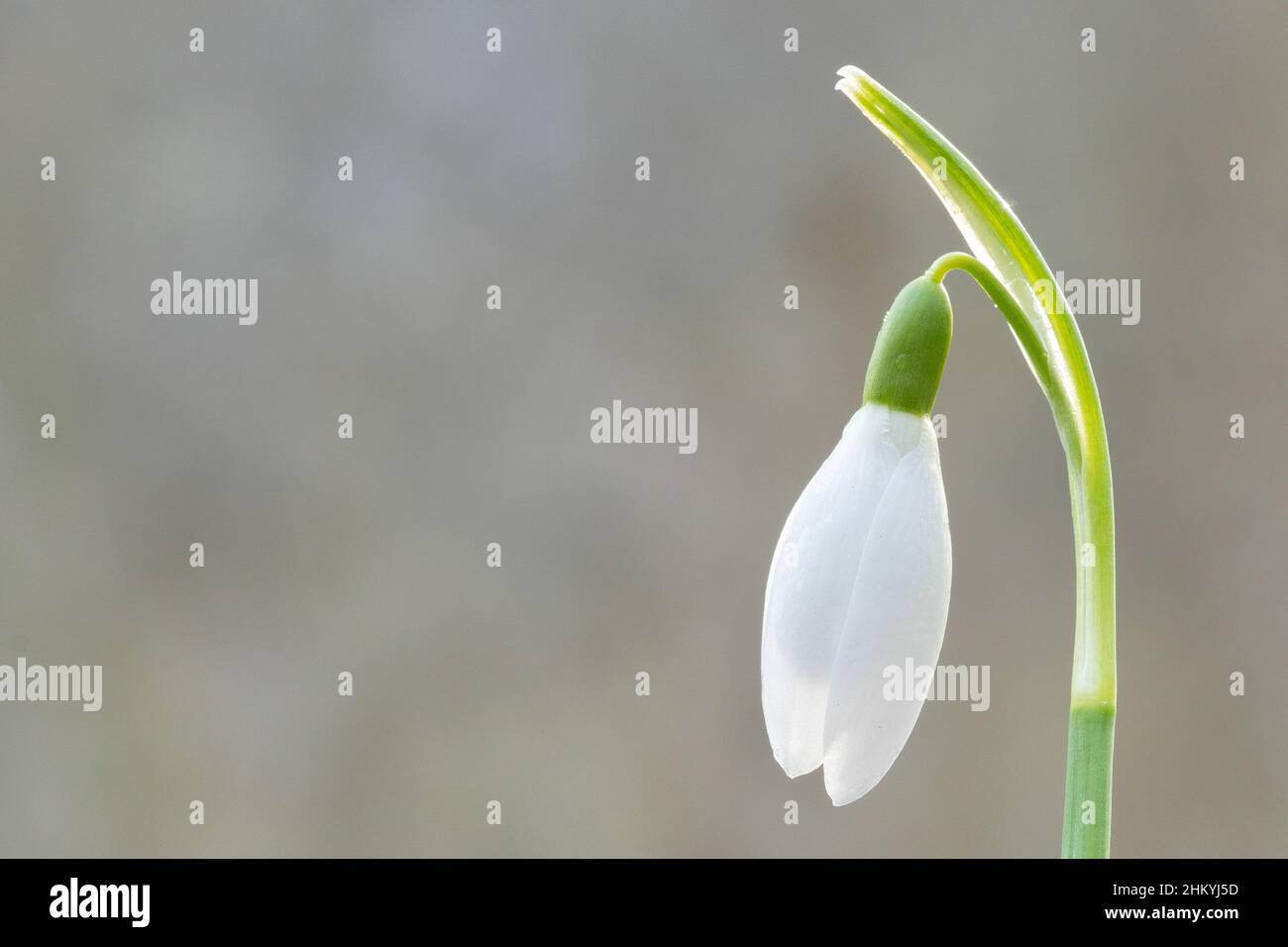 Una sola goccia di neve nel vecchio cimitero di Southampton Foto Stock