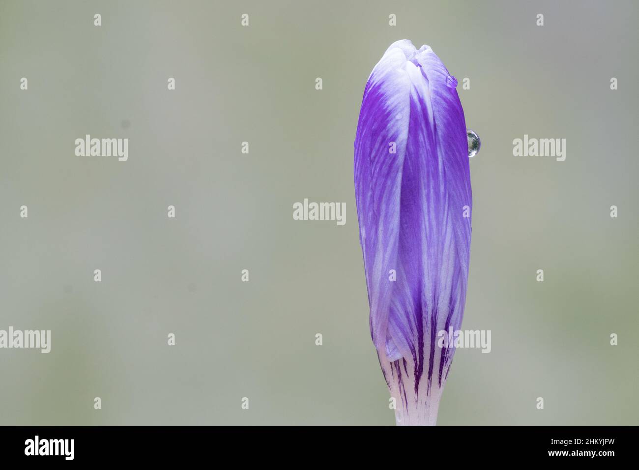 Un unico cocco viola nel vecchio cimitero di Southampton Foto Stock