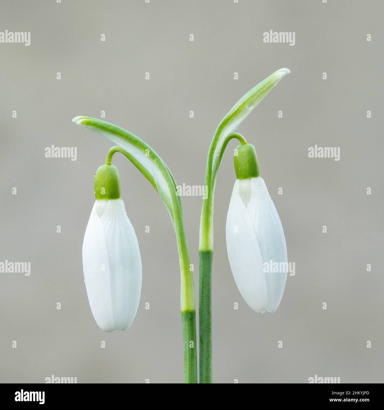 Due gocce di neve nel vecchio cimitero di Southampton Foto Stock