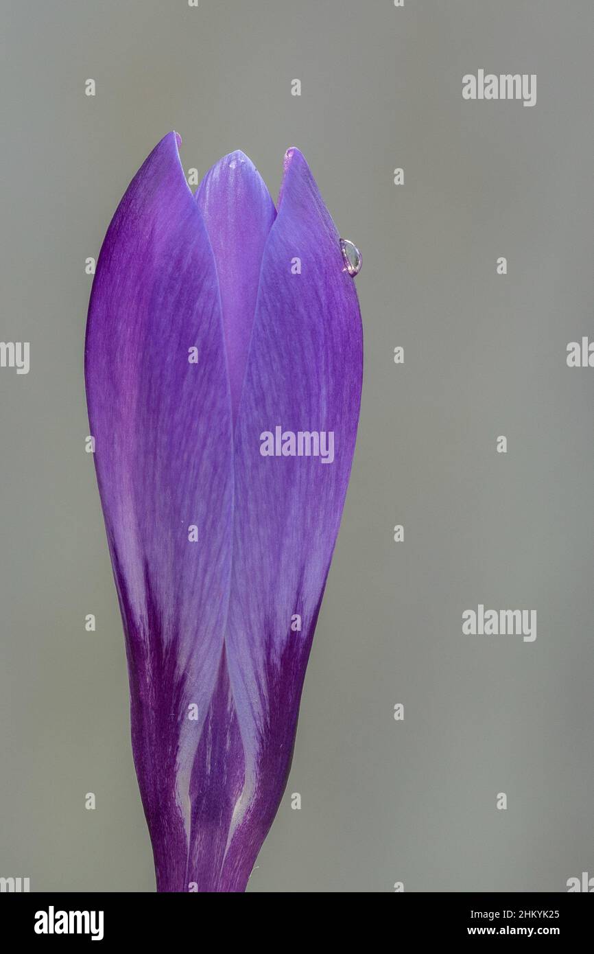 Un unico cocco viola nel vecchio cimitero di Southampton Foto Stock