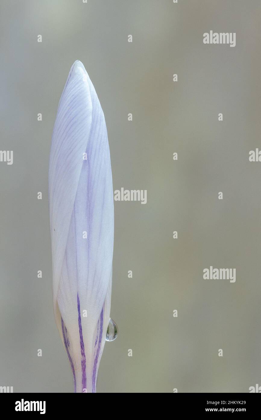 Singolo Crocus bianco nel vecchio cimitero di Southampton Foto Stock