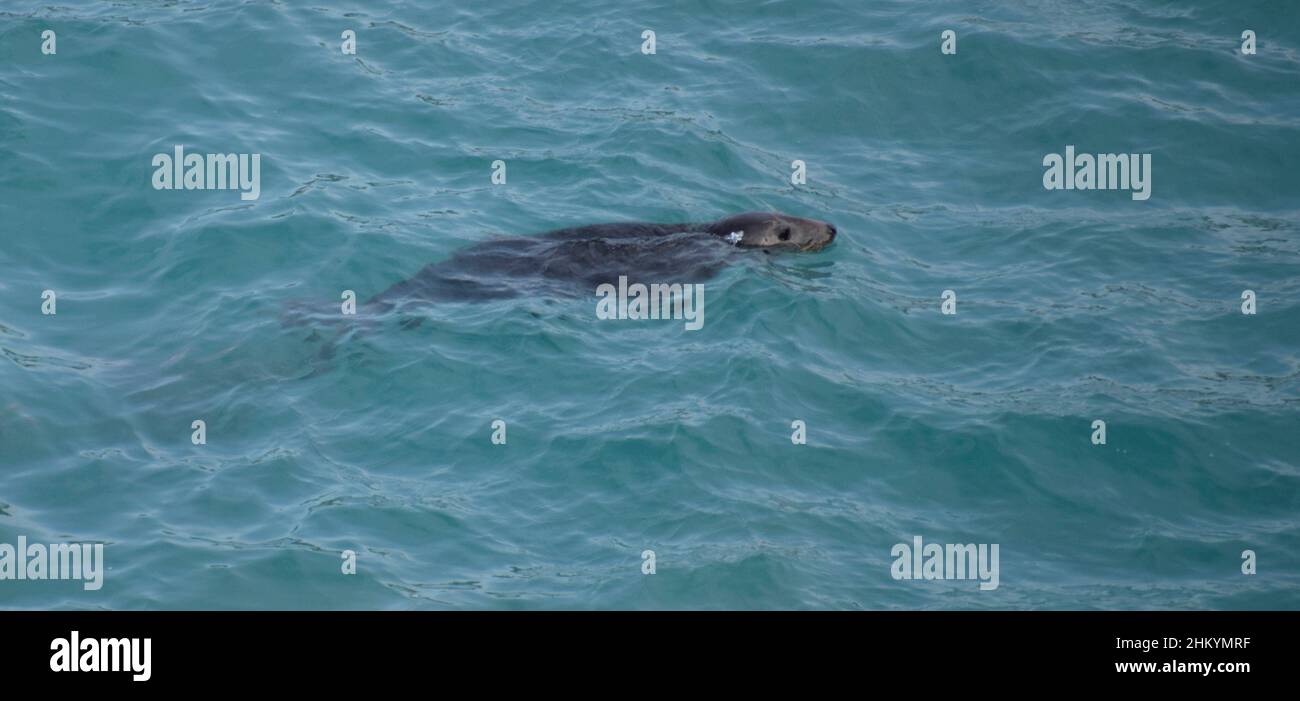 Gray Seal nuoto in mare - Cornovaglia, Regno Unito Foto Stock