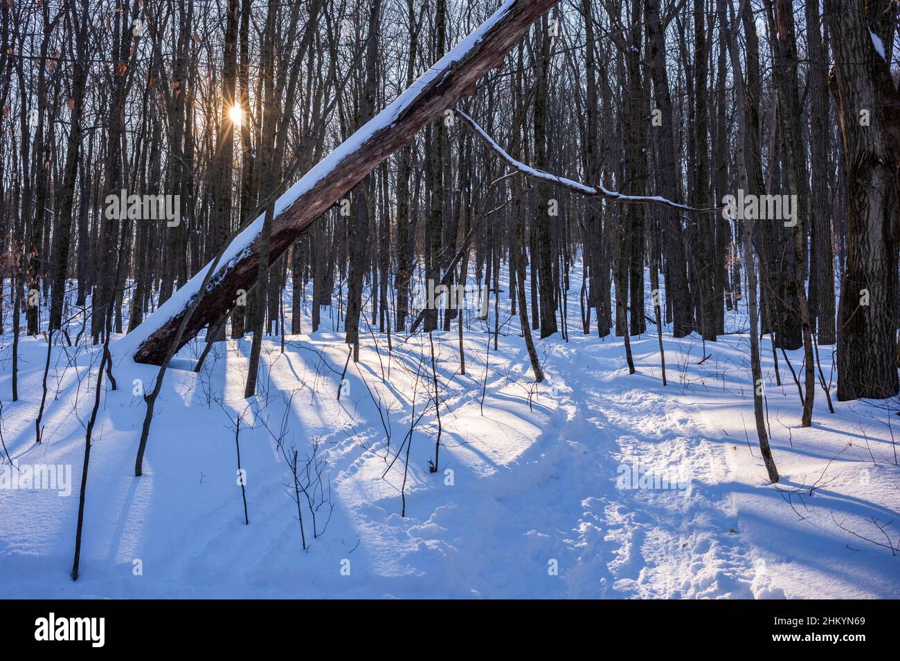 Il sole del tardo pomeriggio proietta lunghe ombre su un fondo innevato della Shindagin Hollow state Forest nello stato di New York, conosciuta per lo sci di fondo, Foto Stock