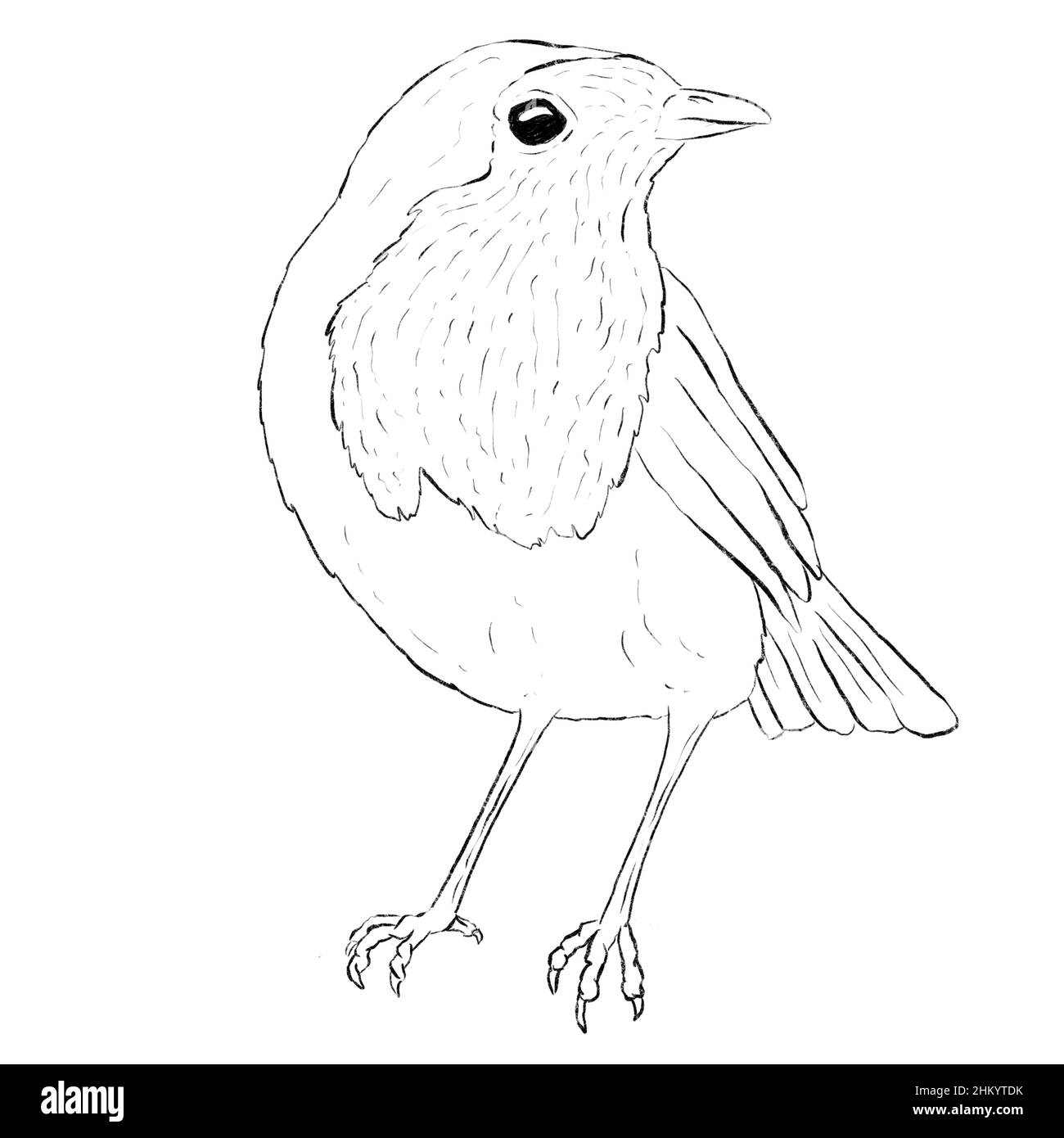 Robin Bird Line Art Logo che è matita disegnata su sfondo bianco Foto Stock