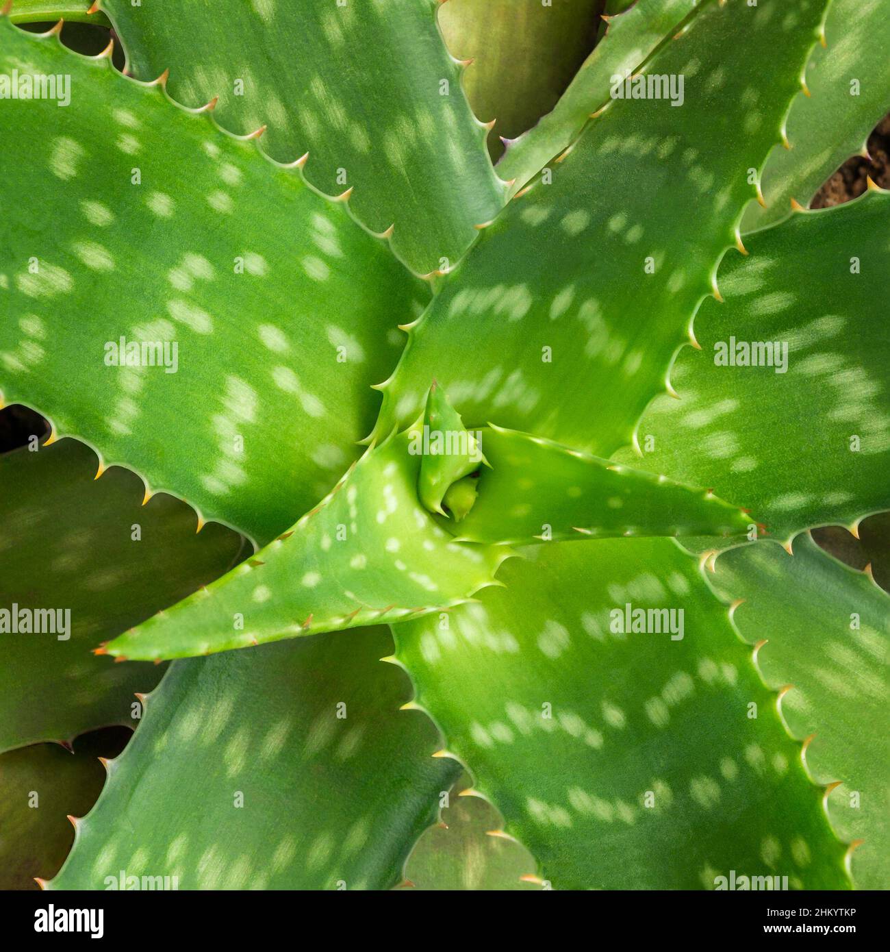 pianta di aloe vera, vista closeup della pianta organica naturale, struttura di fondo verde, uso per healing e ammorbidente la pelle, i cosmetici e la medicina Foto Stock