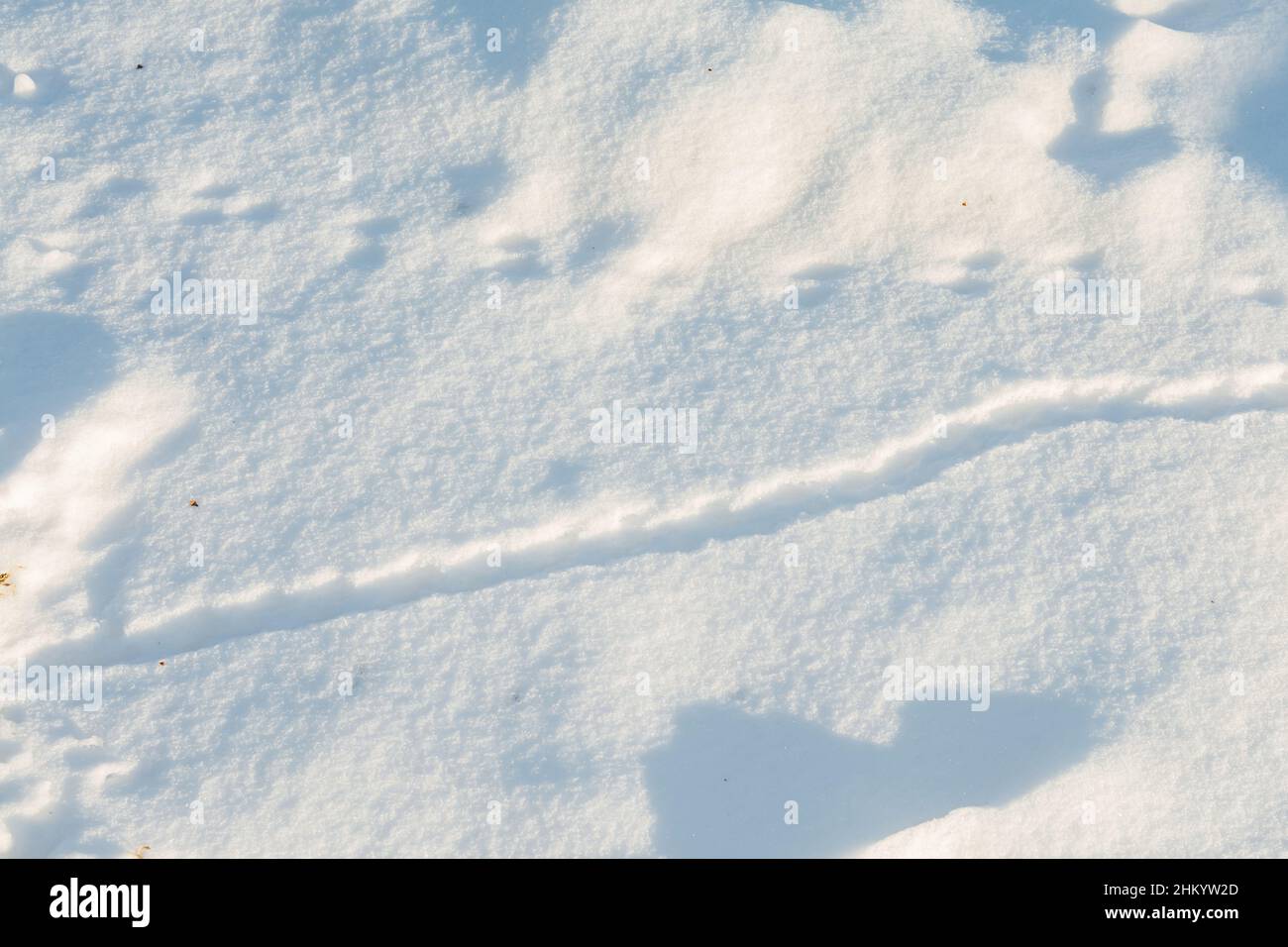 Deer mouse sentieri nella neve Foto Stock