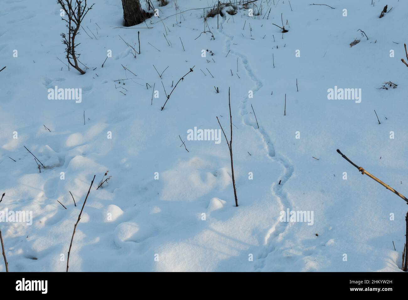 Deer mouse sentieri nella neve Foto Stock