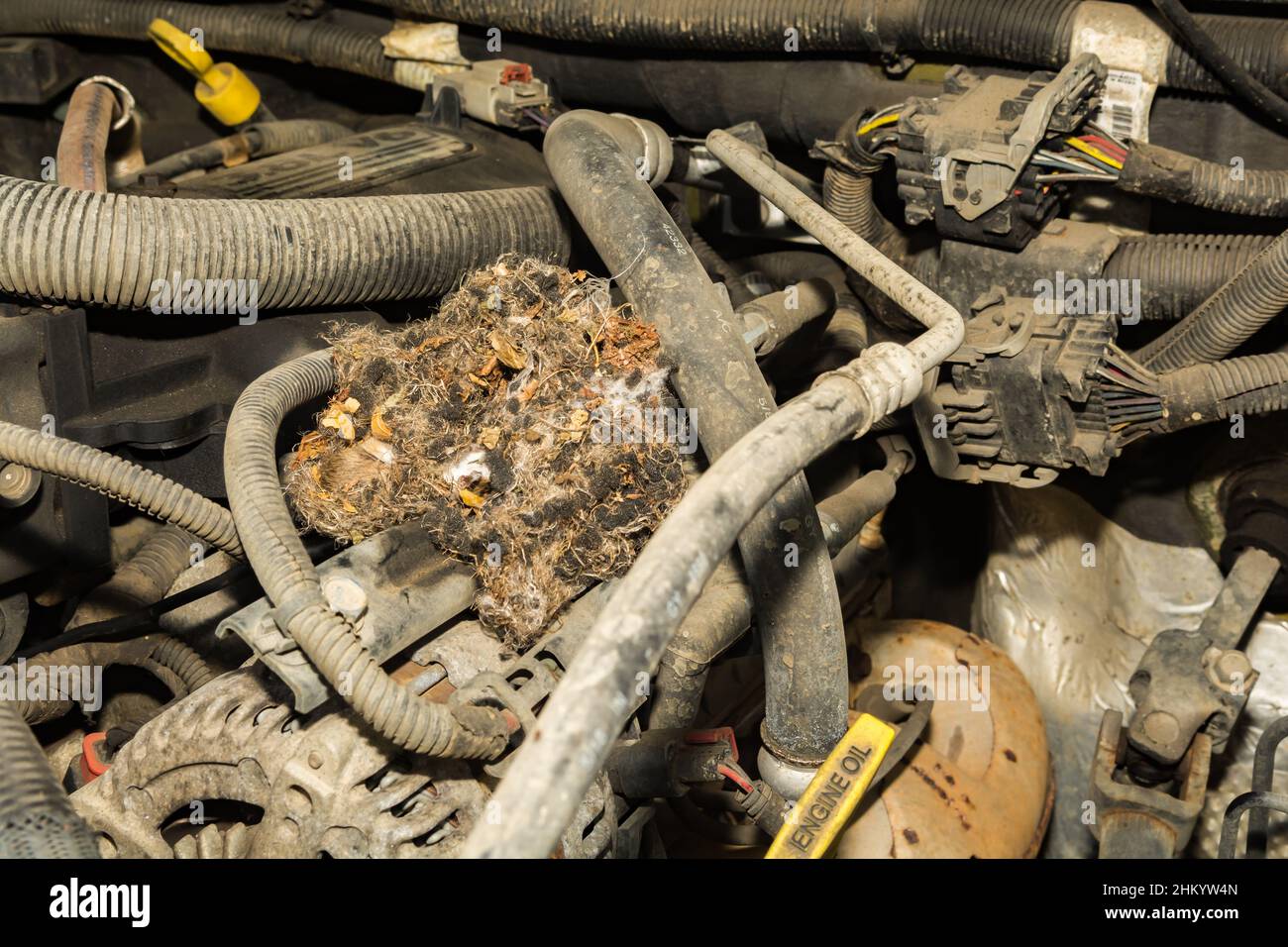 Il nido del cervo mouse trovato nel motore di un'automobile Foto Stock