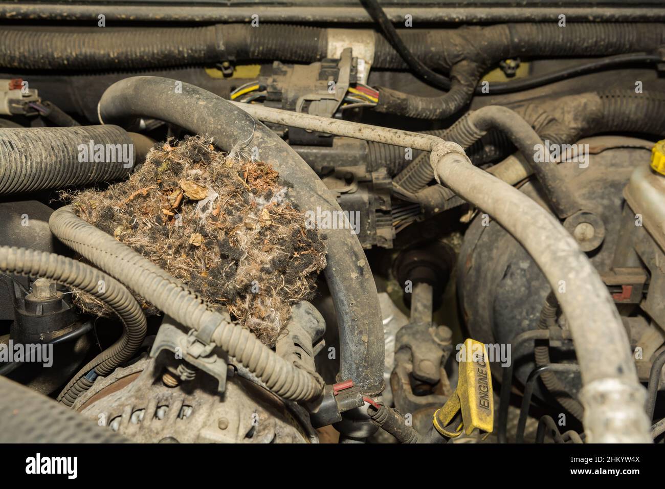 Il nido del cervo mouse trovato nel motore di un'automobile Foto Stock