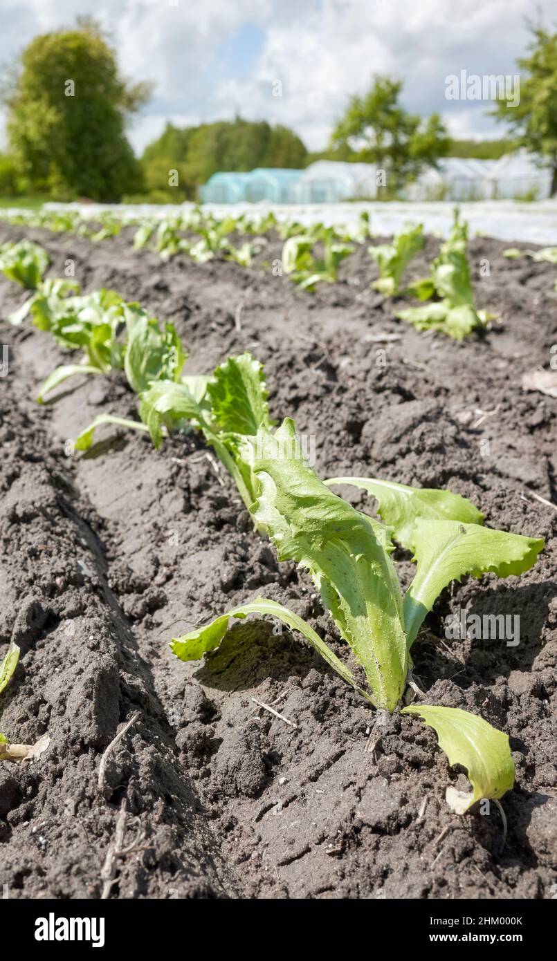 Giovani pianta su una fattoria ecologica, fuoco selettivo. Foto Stock