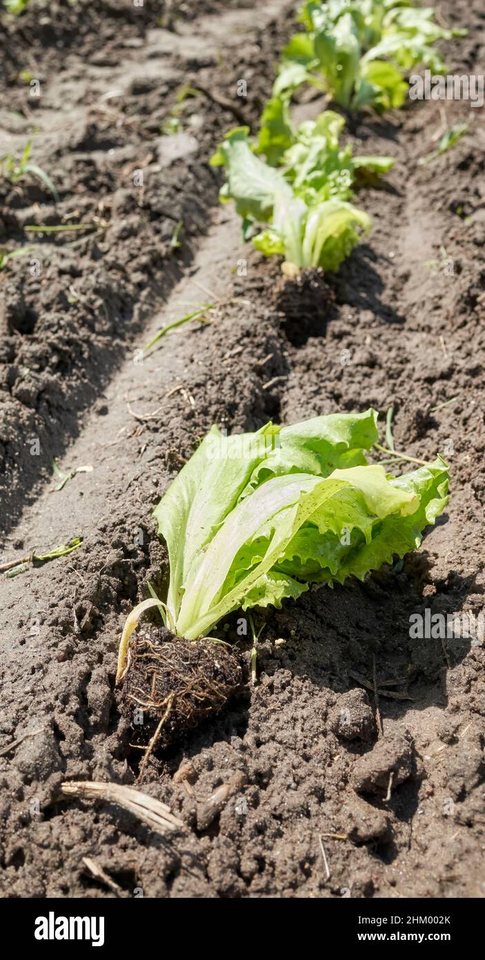 Primo piano di piantine in una fattoria ecologica, fuoco selettivo. Foto Stock