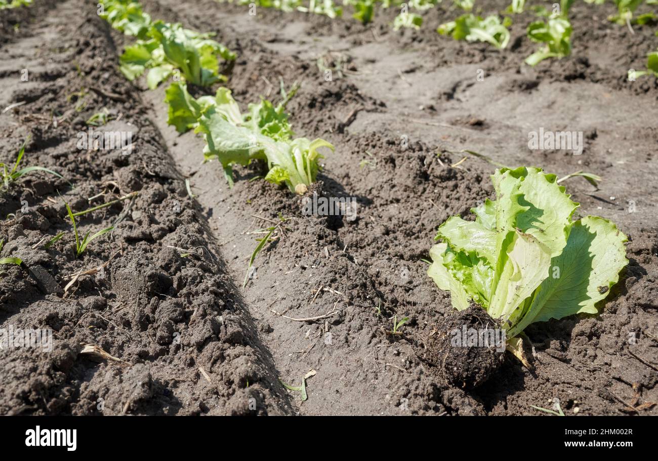 Primo piano di piantine in una fattoria ecologica, fuoco selettivo. Foto Stock