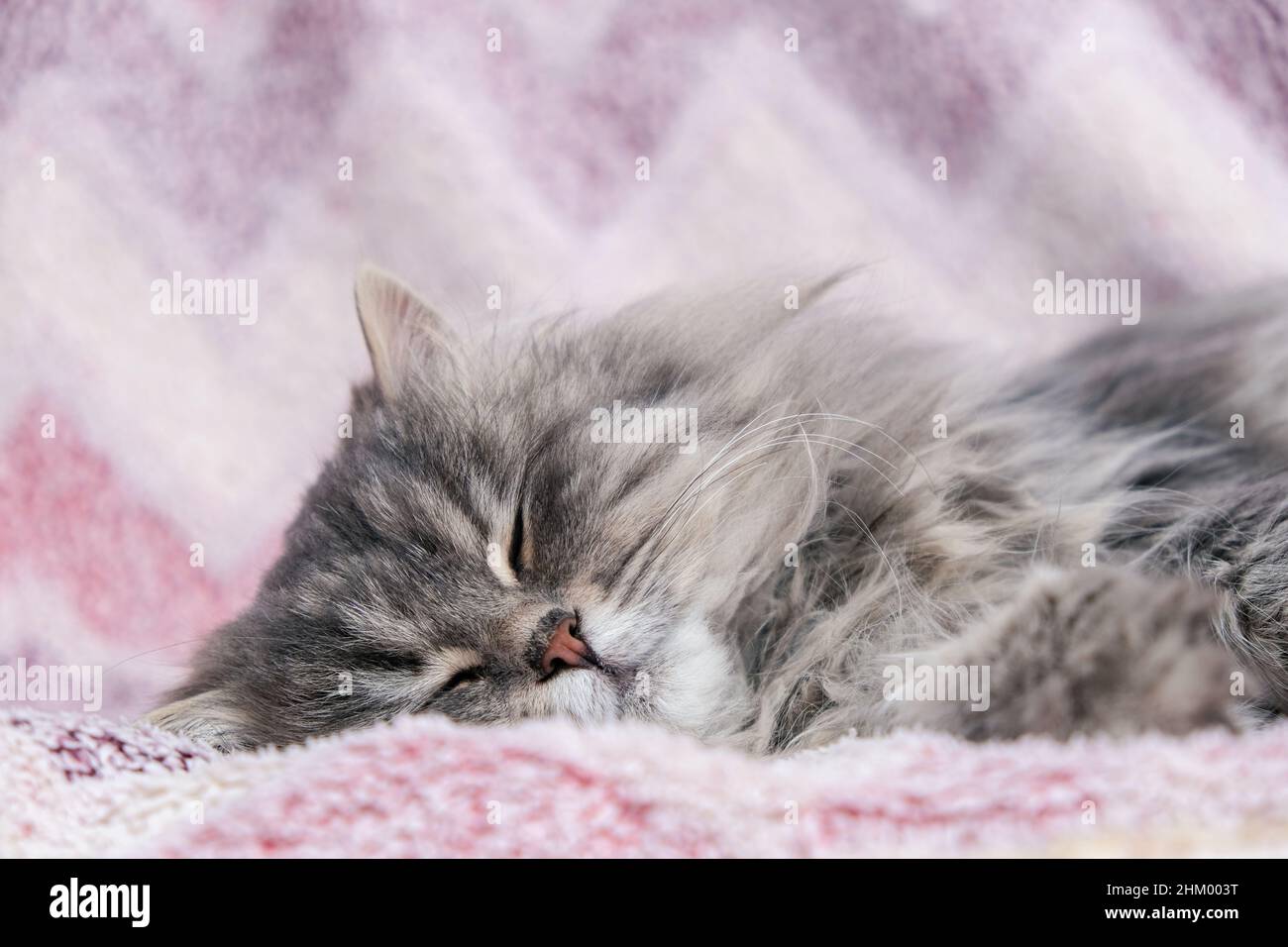 Primo piano gatto grigio soffice. Foto Stock