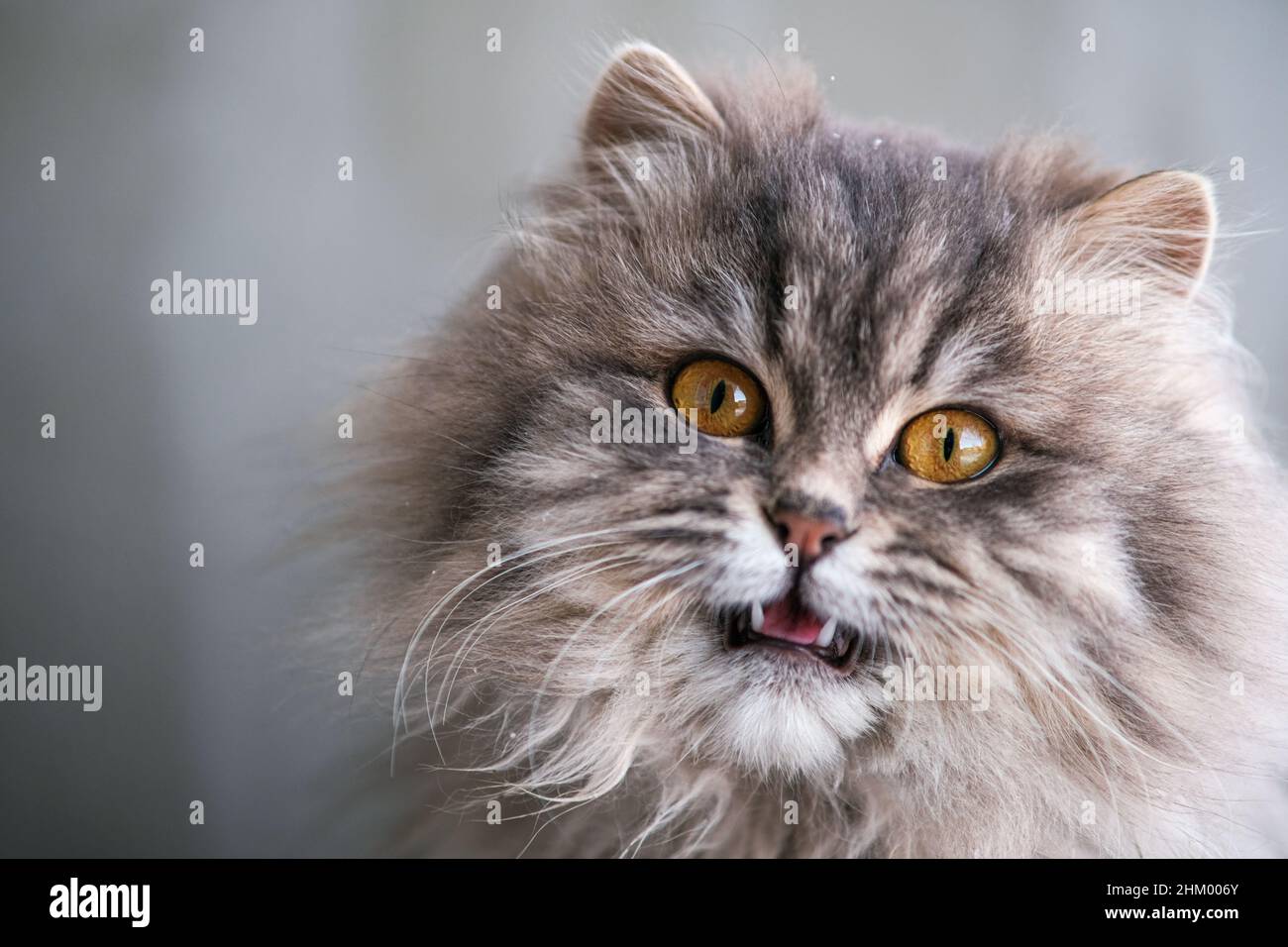 Primo piano gatto grigio soffice. Foto Stock