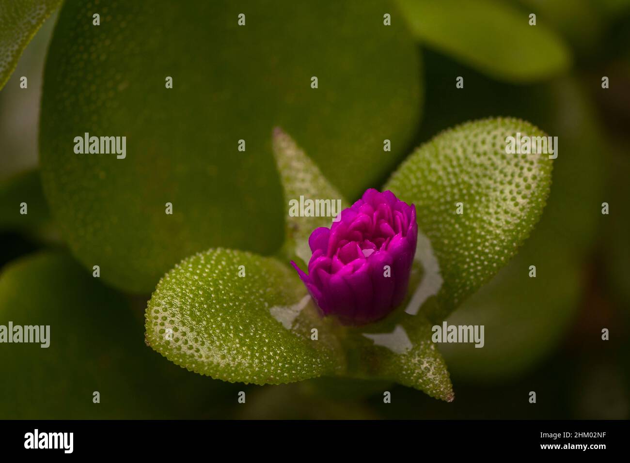 Piccolo fiore rosa di Victoria Amazónica, Nymphaceae in un giardino a Buenos Aires, Argentina Foto Stock