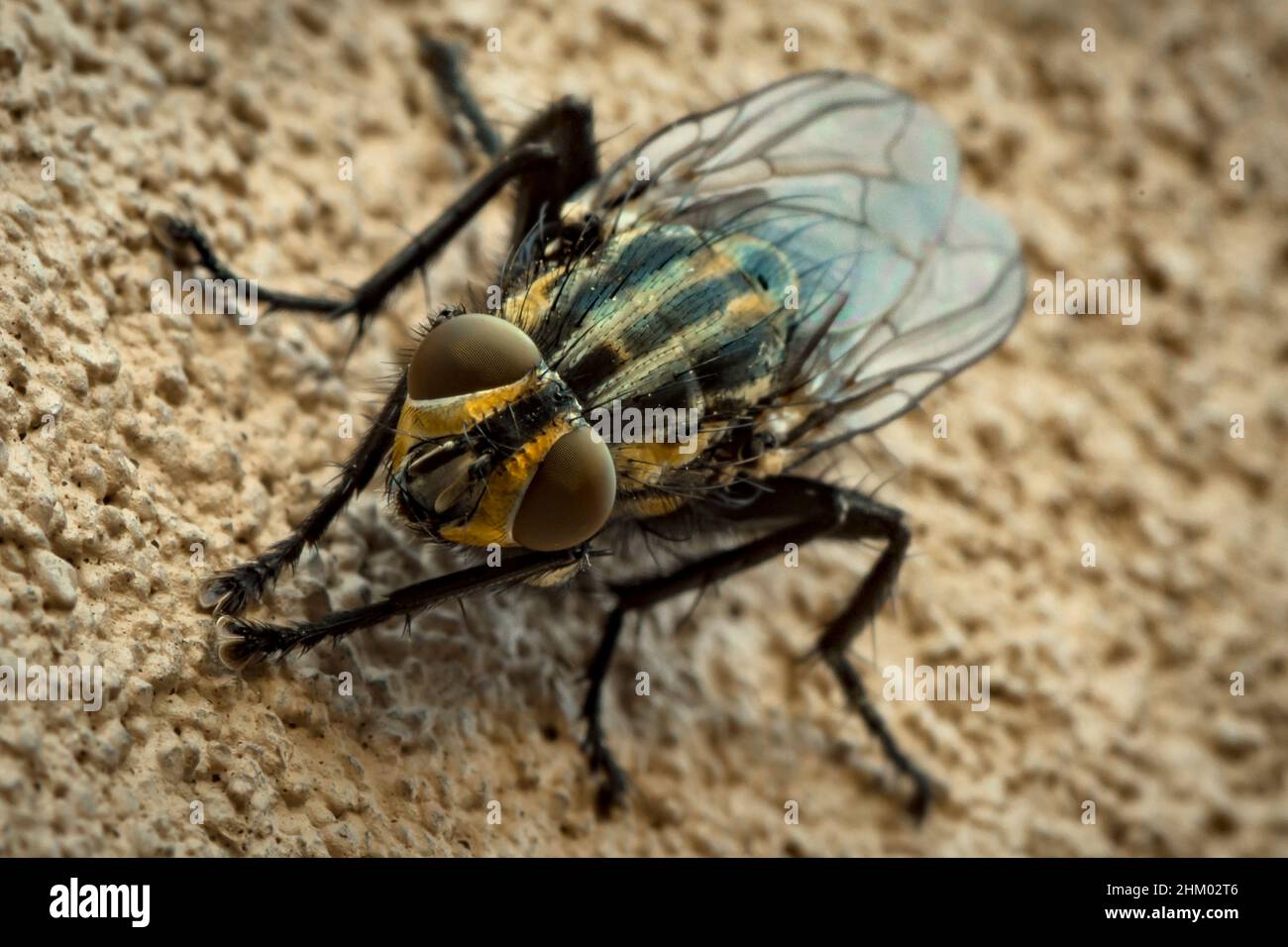 Primo piano macro fotografia di una mosca, musca domestica, muscidae in un muro Foto Stock