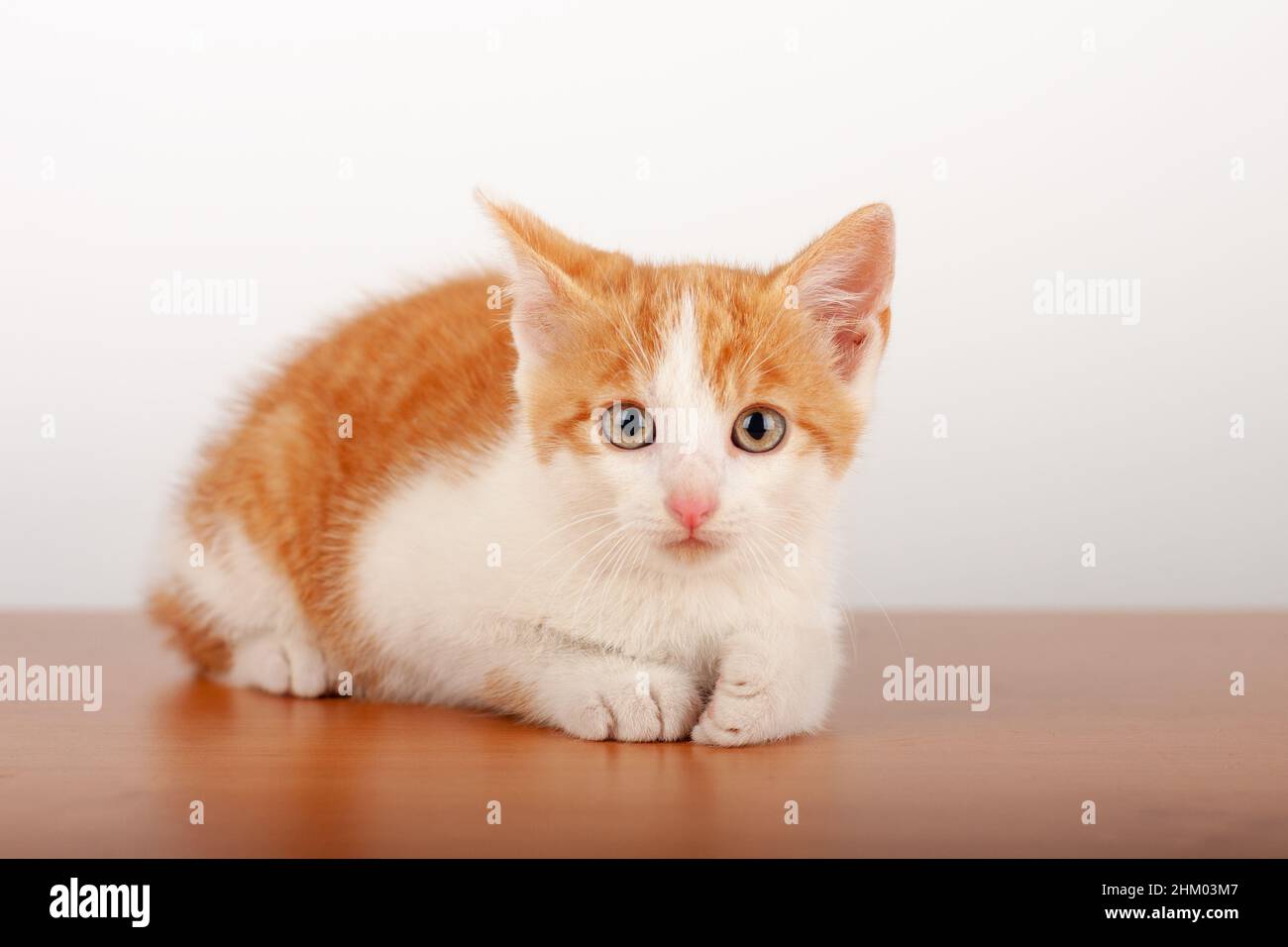 Arancione piccolo gattino domestico sdraiato su tavola di ontano su sfondo bianco, studio sparare. Foto Stock