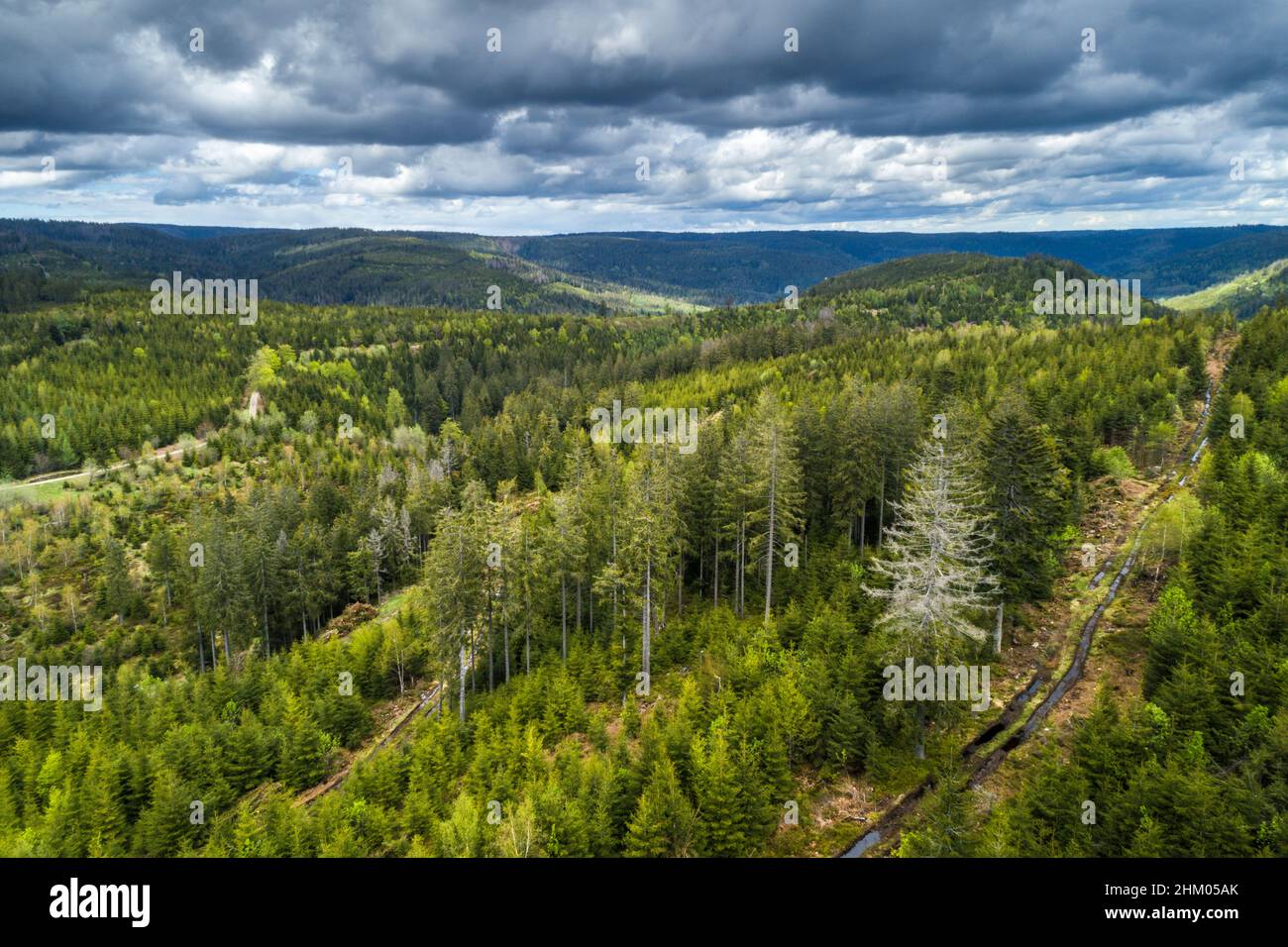 Luce del sole sulle cime degli alberi della Foresta Nera con le nuvole drammatiche scure sullo sfondo, la Germania Foto Stock