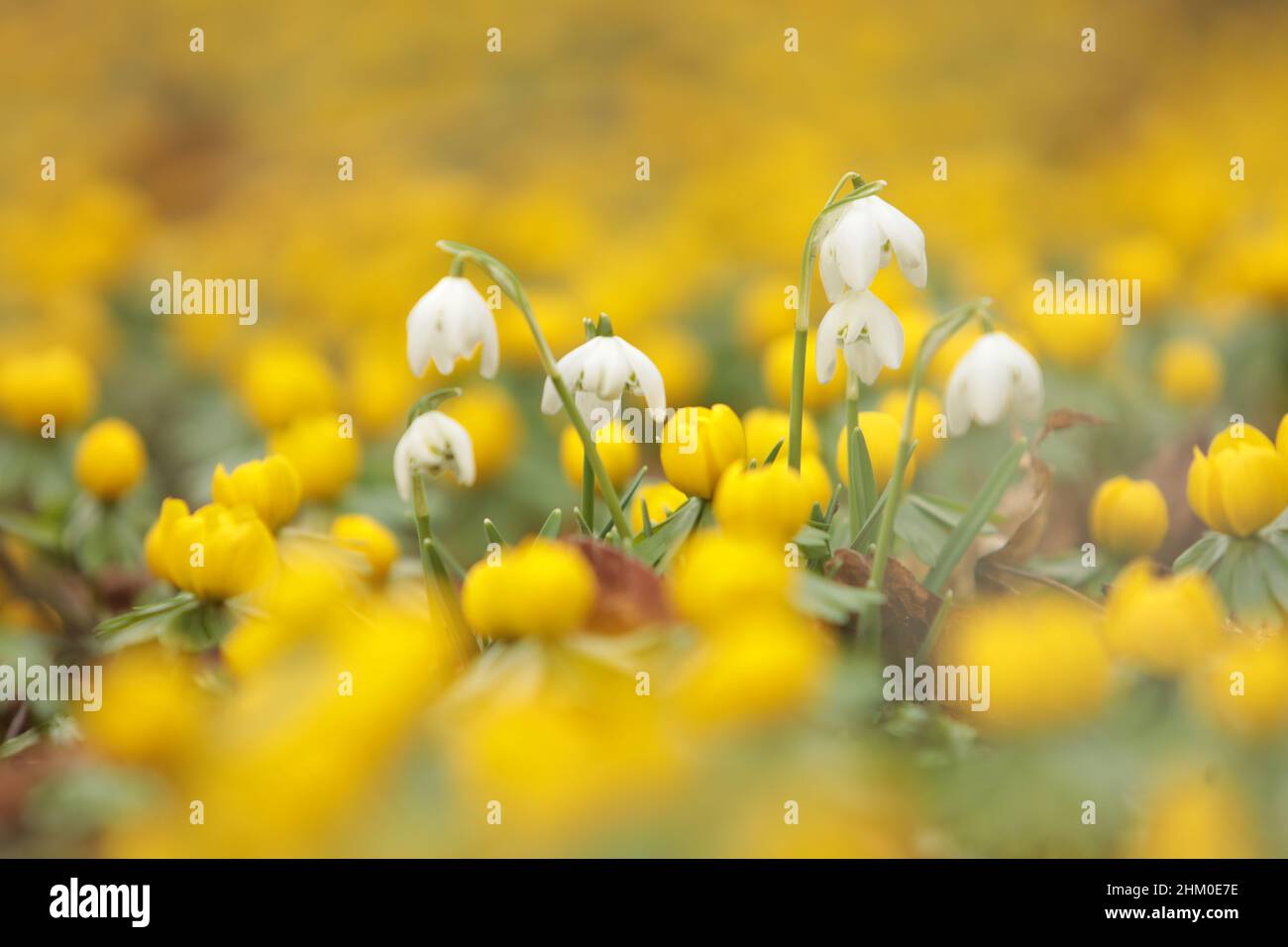 06 febbraio 2022, Sassonia-Anhalt, Reinstedt: In un parco fioriscono nevicate e glorie invernali. Circa 20 specie di gocce di neve si trovano dall'Europa centrale, meridionale, al Vicino Oriente e al Caucaso. Sono state piante ornamentali popolari da secoli, come sono tra le prime piante fiorite di primavera. Così come i bulbi invernali, che sono spesso piantati in giardini e parchi a causa della loro robustezza. Foto: Mathias Bein/dpa-Zentralbild/ZB Foto Stock