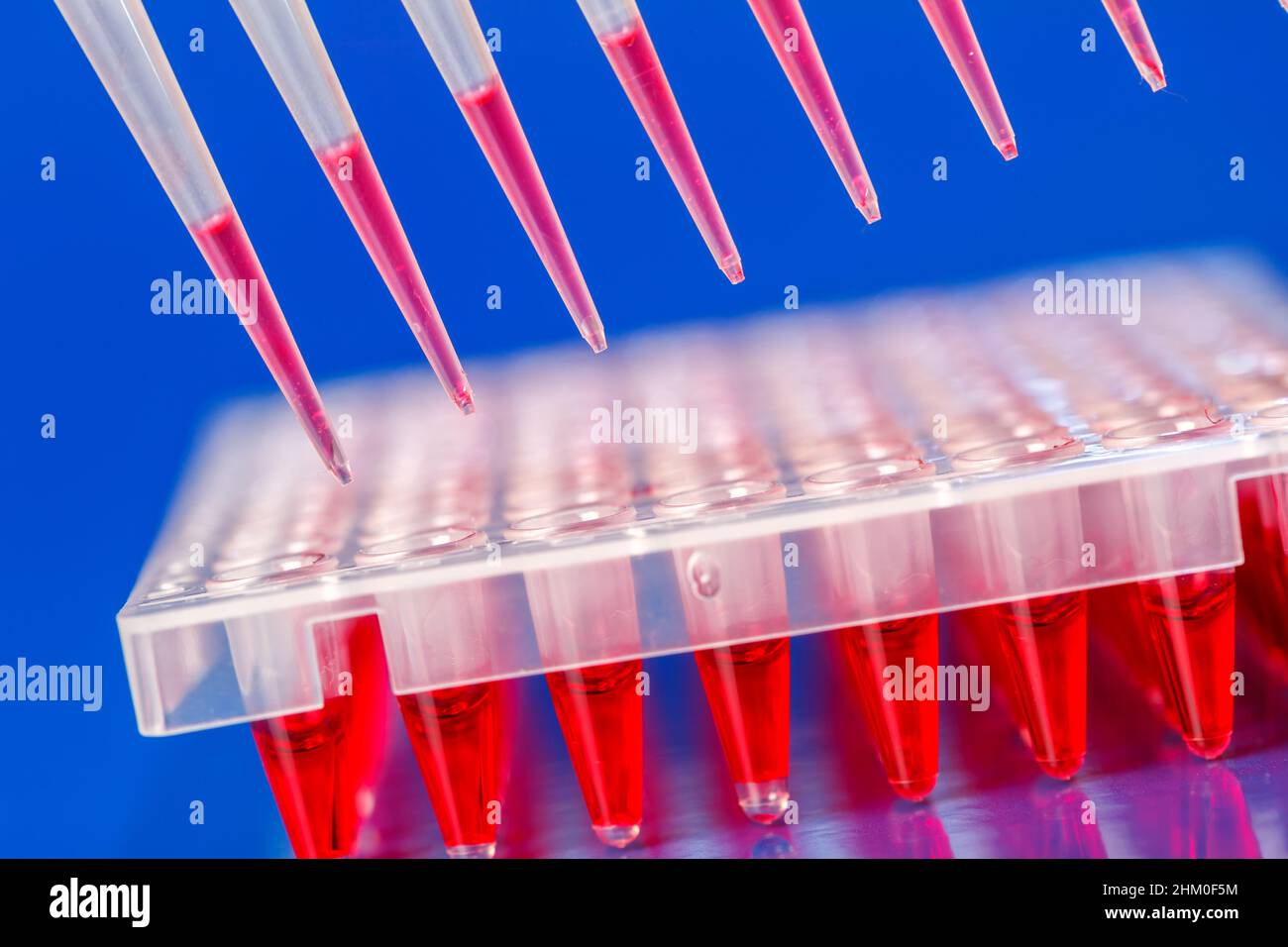 Piastre a 96 pozzetti nel laboratorio di modificazione genetica con tecnologia CRISPR Foto Stock