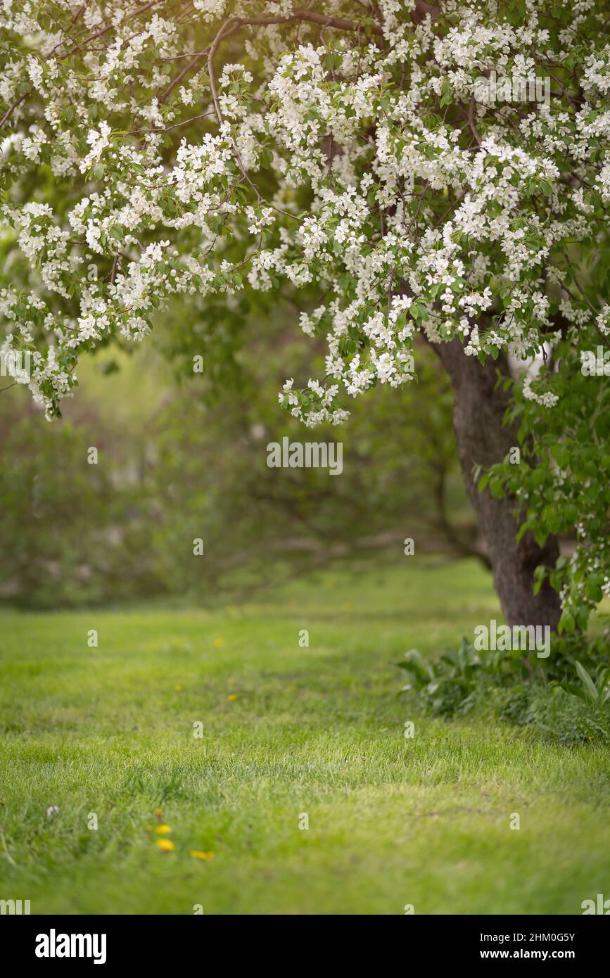 Fiori di ciliegia e mela nel giardino primaverile Foto Stock