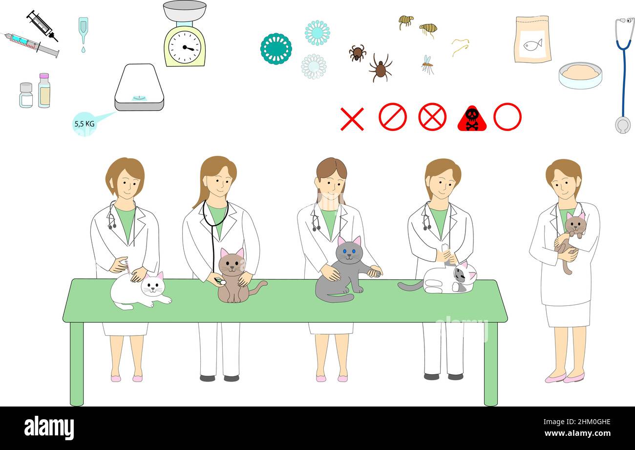 Gruppo di veterinari femminili che si occupano di un gatto con strumenti veterinari, icone e medicina Foto Stock