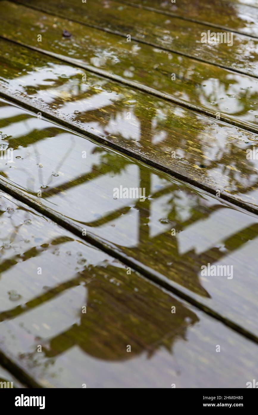 Superficie bagnata di legno tropicale usurato con muschio verde, presa su una terrazza domestica Foto Stock