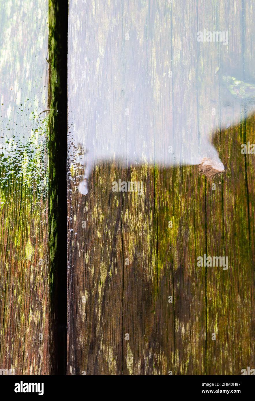 Superficie bagnata di legno tropicale usurato con muschio verde, presa su una terrazza domestica Foto Stock