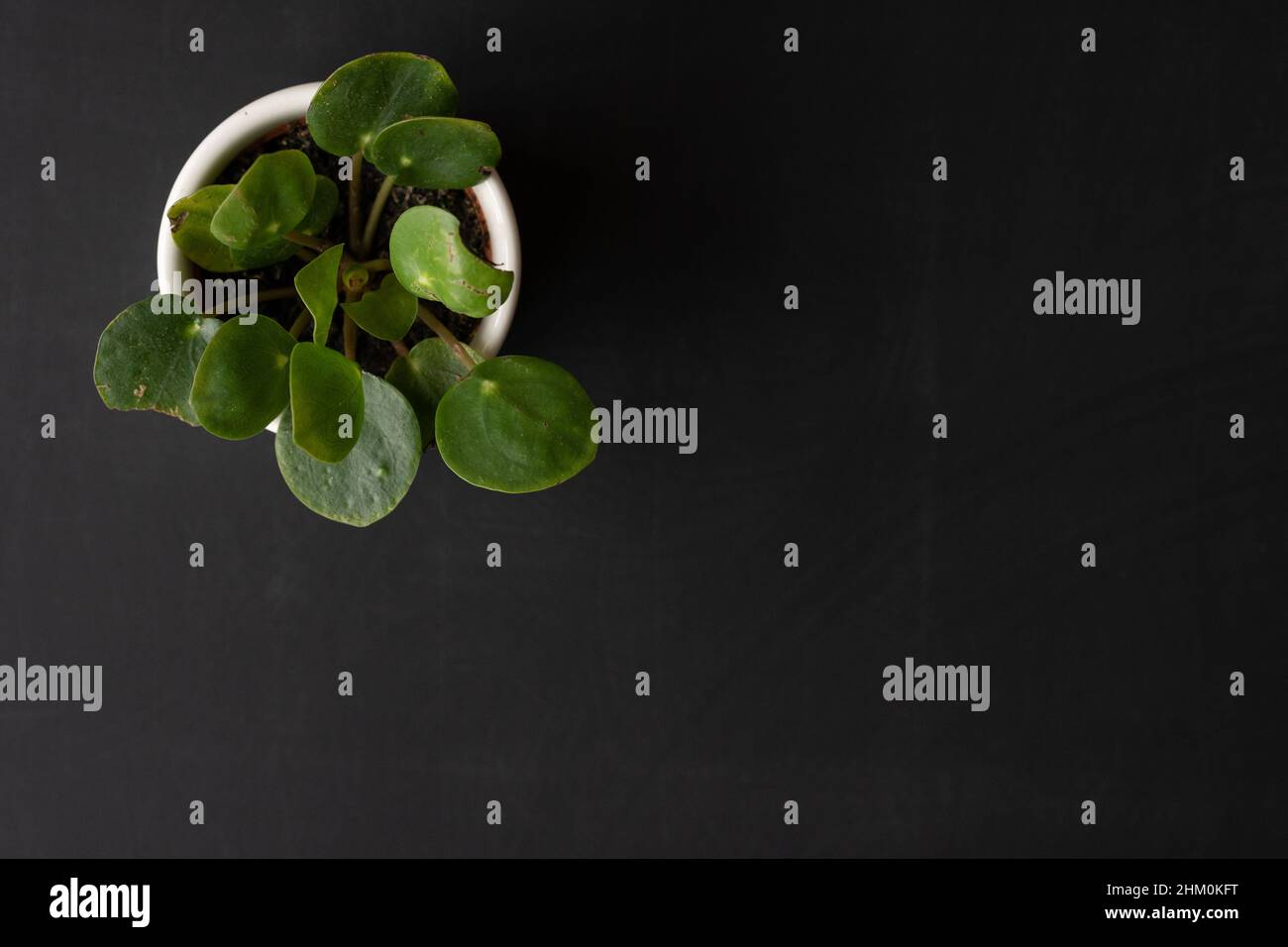 Impianto Pilea su sfondo backboard, con spazio per la copia. Natura concetto o tema. Foto Stock