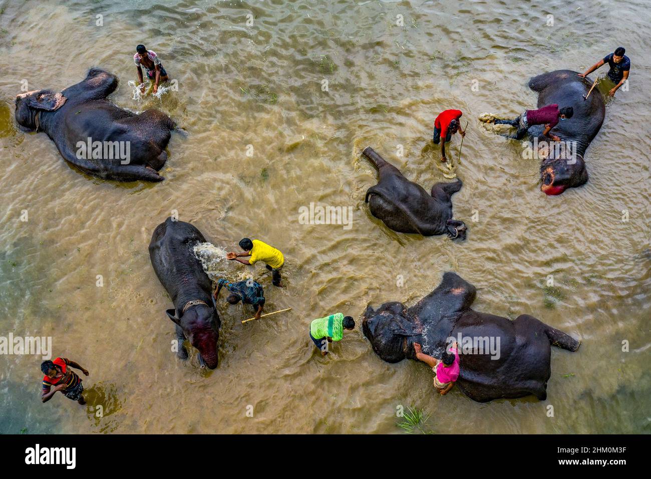 Gli elefanti del circo si stanno bagnando in acque di fiume torbidi Foto Stock