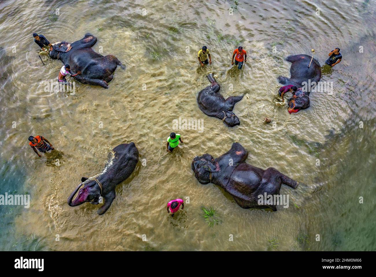 Gli elefanti del circo si stanno bagnando in acque di fiume torbidi Foto Stock