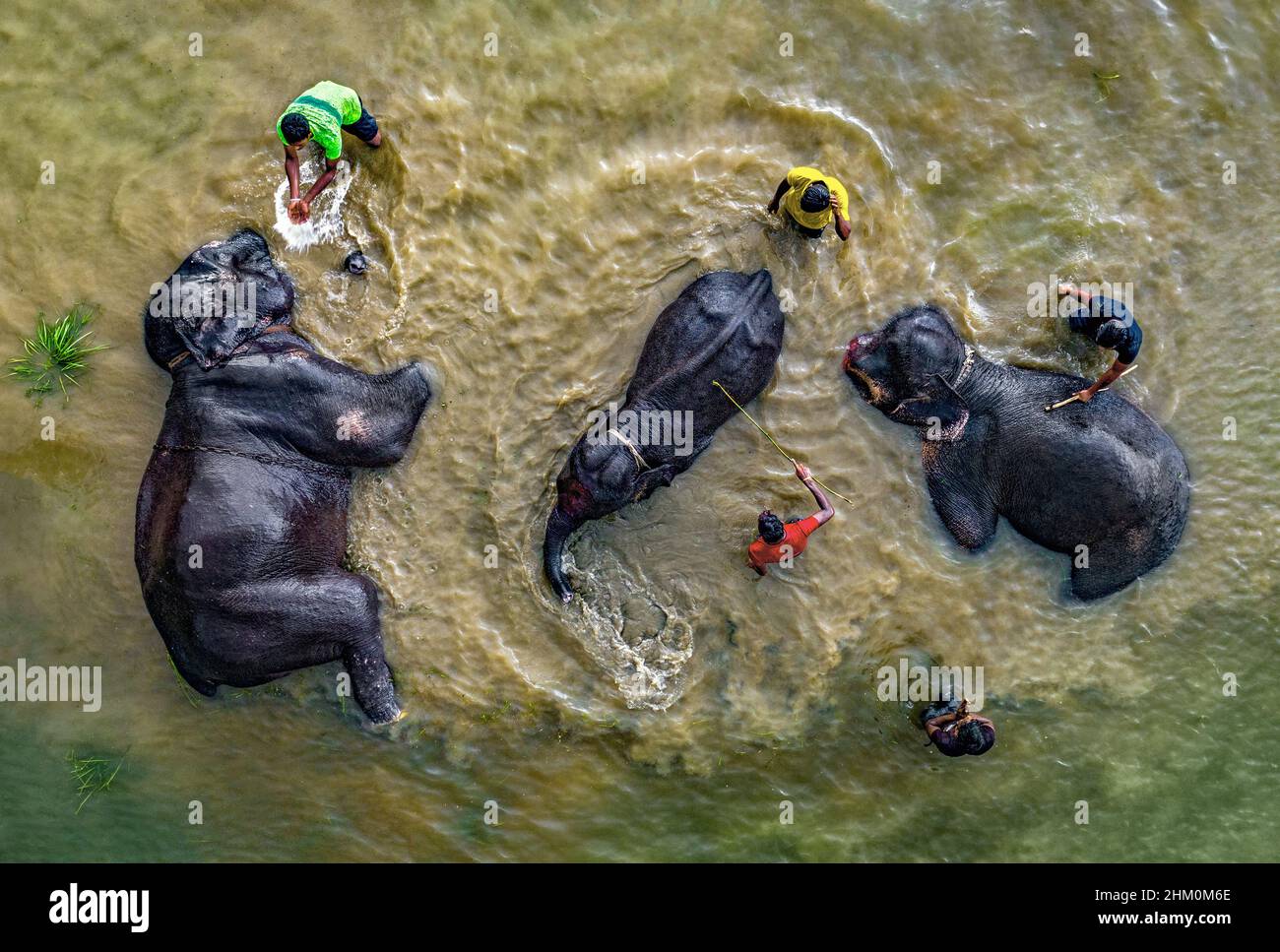 Gli elefanti del circo si stanno bagnando in acque di fiume torbidi Foto Stock