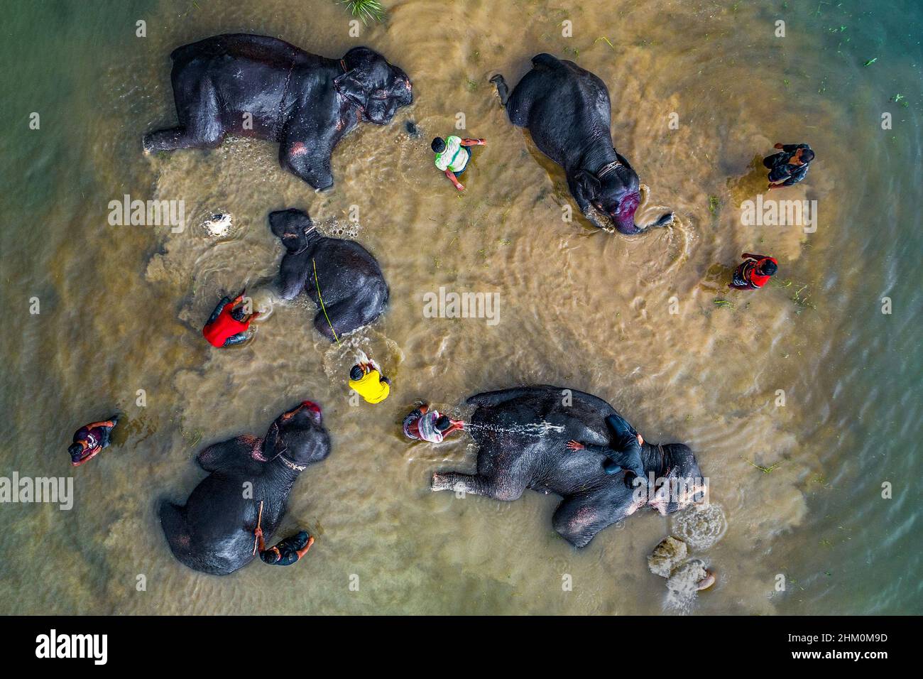 Gli elefanti del circo si stanno bagnando in acque di fiume torbidi Foto Stock