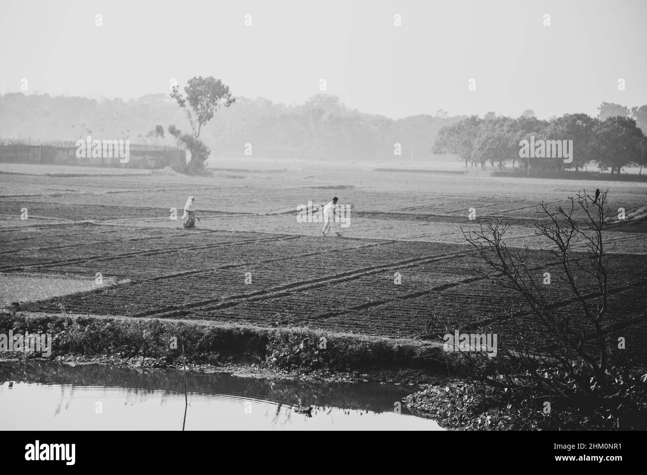 Agricoltore con un pranzo al sacco che cammina in un campo di grano, agricoltore che cammina verso una mietitrebbia mentre svuota la primavera Foto Stock