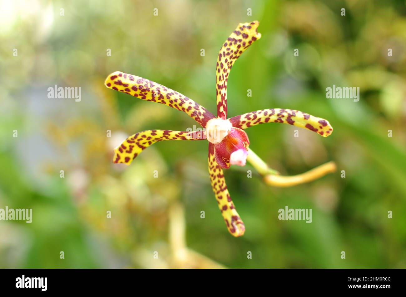 Un orchidea giallo-violaceo Foto Stock
