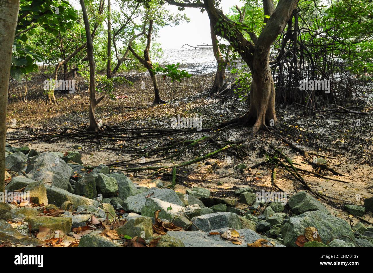 Foresta di mangrovie nella Riserva delle paludi di Sungei Buloh Foto Stock