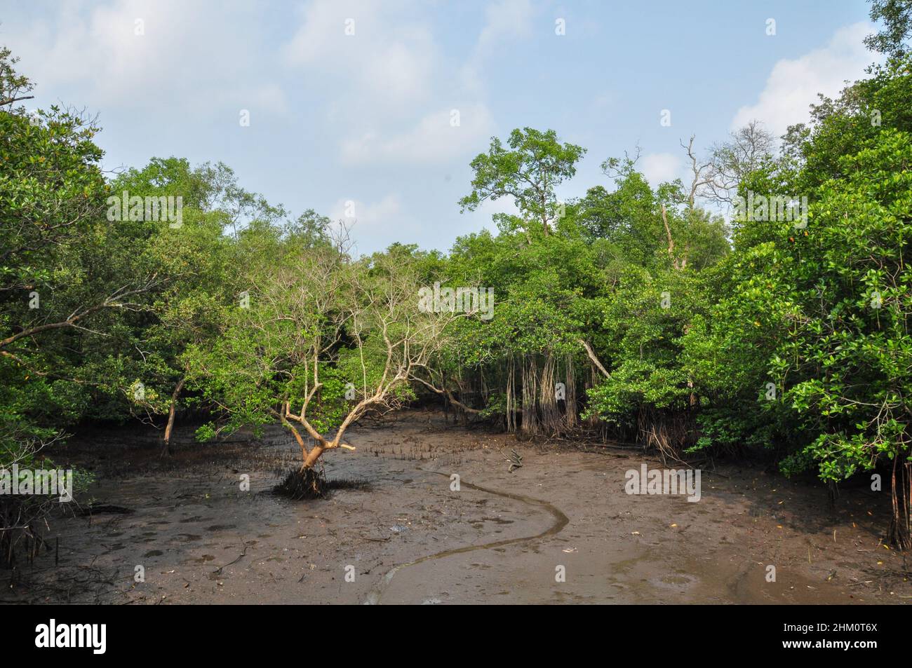 Foresta di mangrovie nella Riserva delle paludi di Sungei Buloh Foto Stock