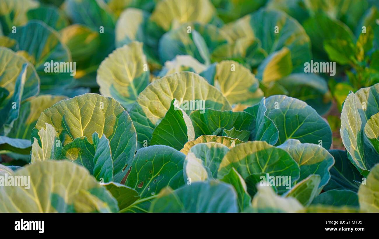 Cavolo fresco e sano che cresce in un terreno agricolo indiano. Forte luce solare cade sulle piante di cavolo. Foto Stock