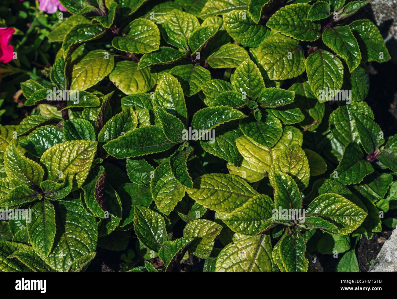 Plectranthus purpuratus o edera svedese - menta decorativa, pianta ibrida, sfondo naturale astratto Foto Stock