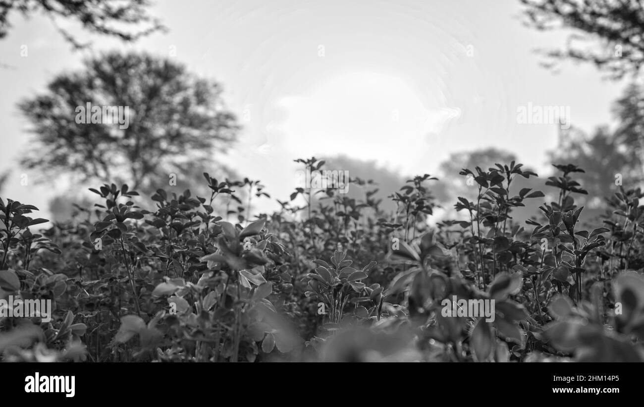 Pianta di erba medica o Medicago sativa isolato su sfondo bianco. Scatto in bianco e nero. Foto Stock